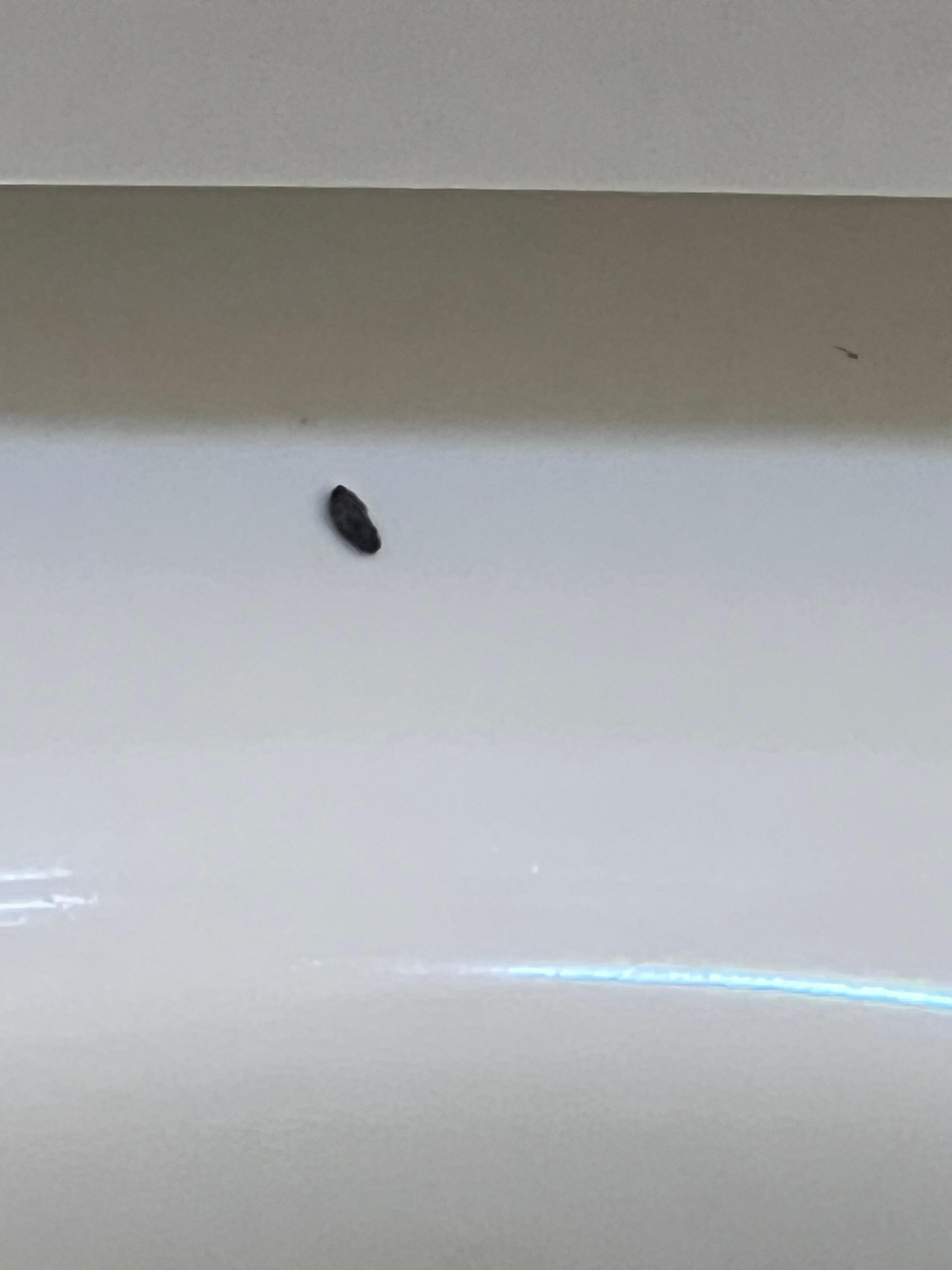 rat feces? on toilet bowl