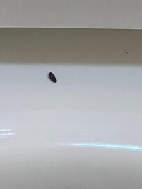 rat feces? on toilet bowl