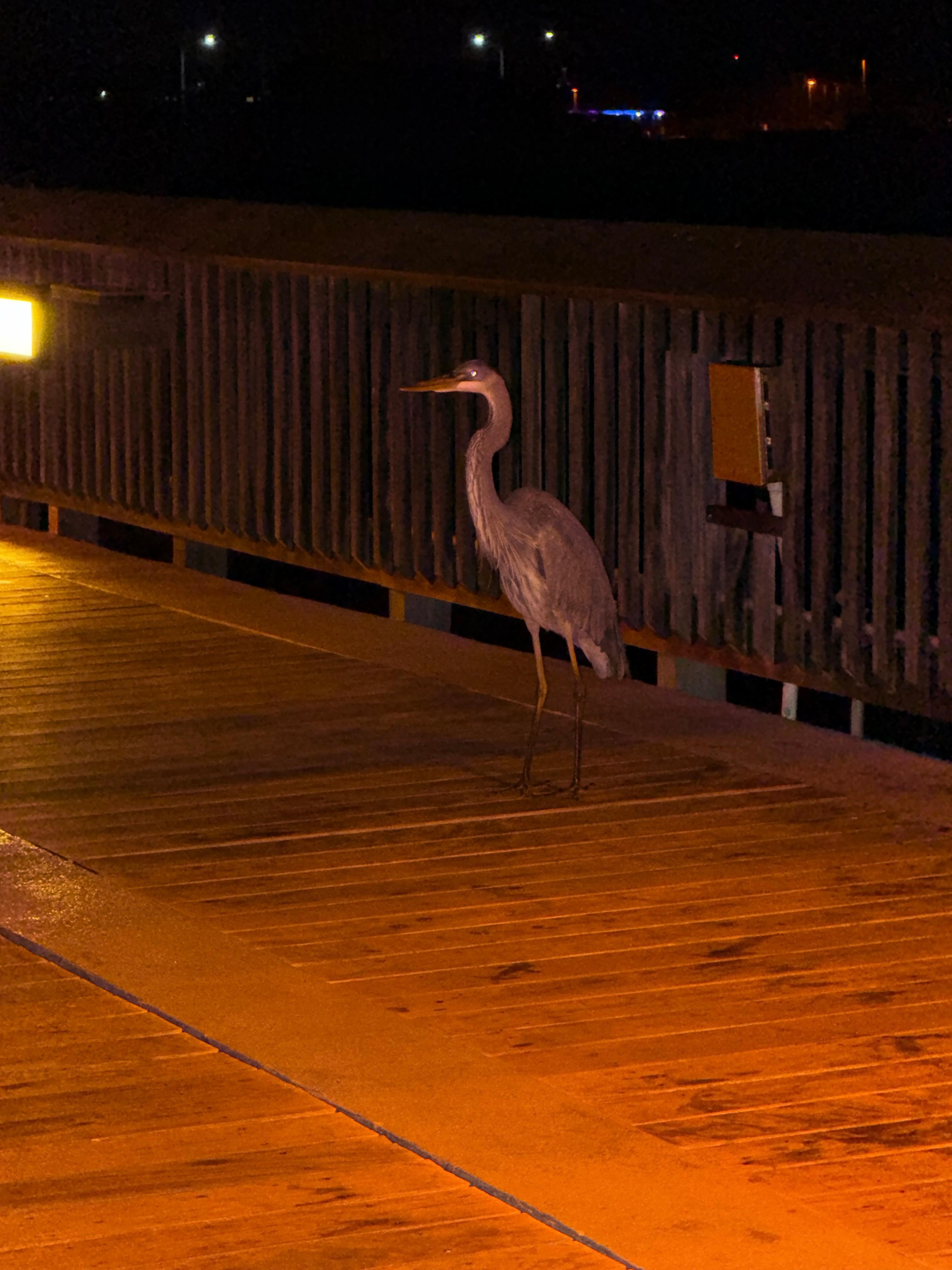 The pier was so cool at night. We did karaoke!