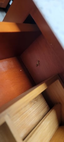 Another cockroach in the silverware