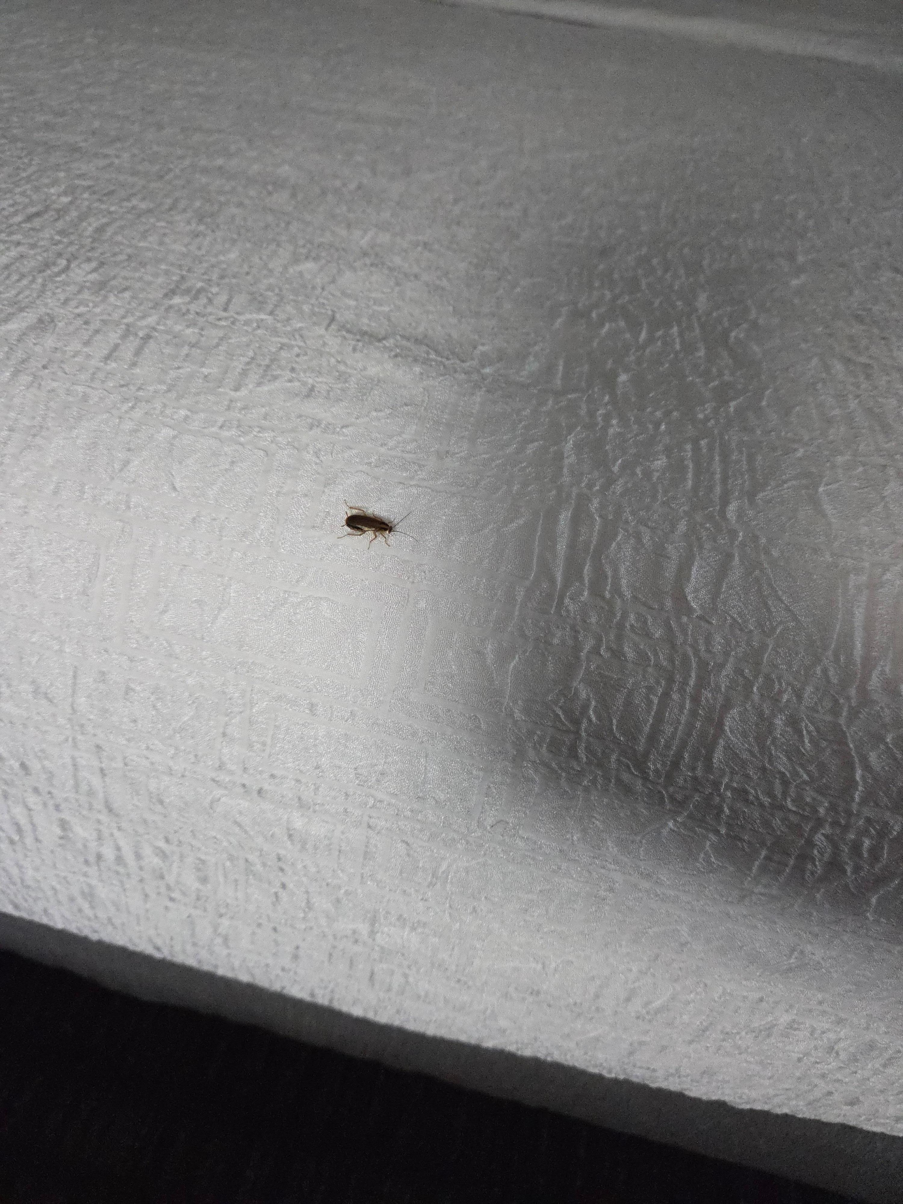 Roach the night of check in on bed. 