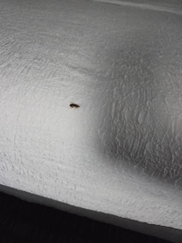 Roach the night of check in on bed.