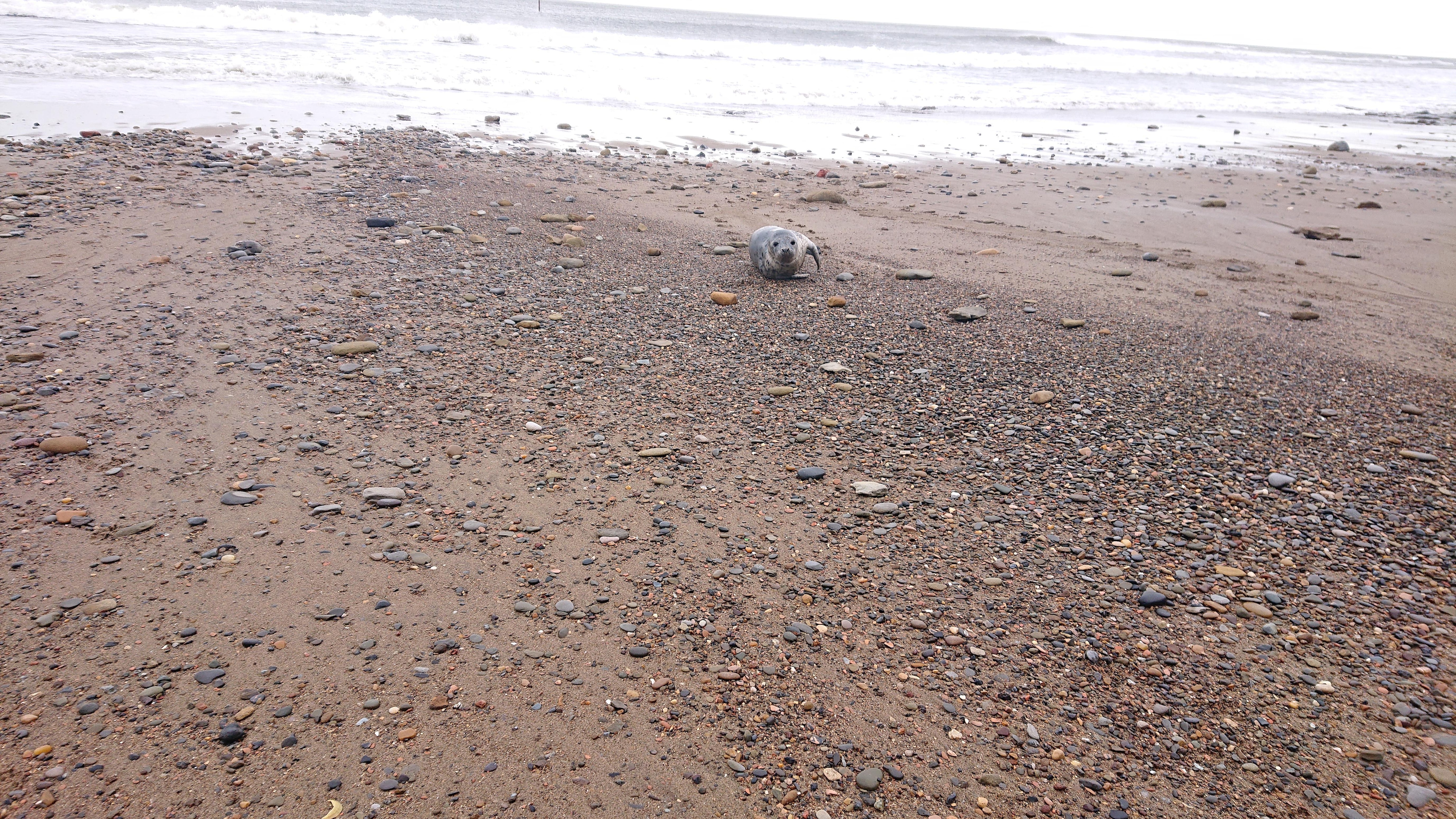 Spotted on local beach 