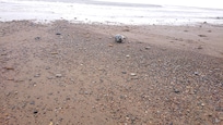 Spotted on local beach