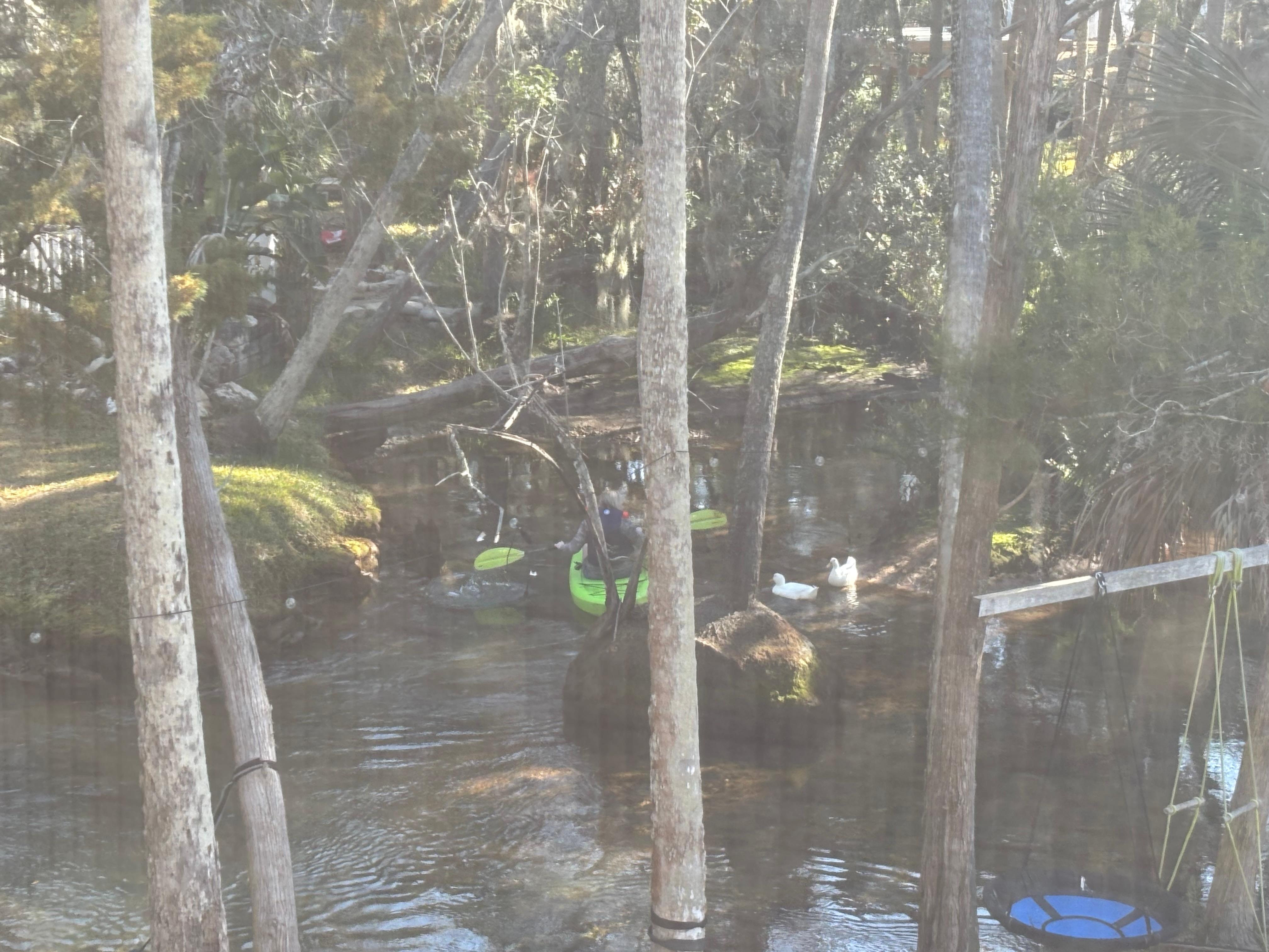 From the screen porch overlooking the back yard 