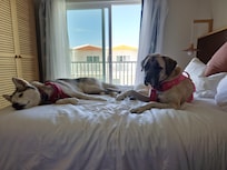 We reserved a double bed so our dogs had their own bed.