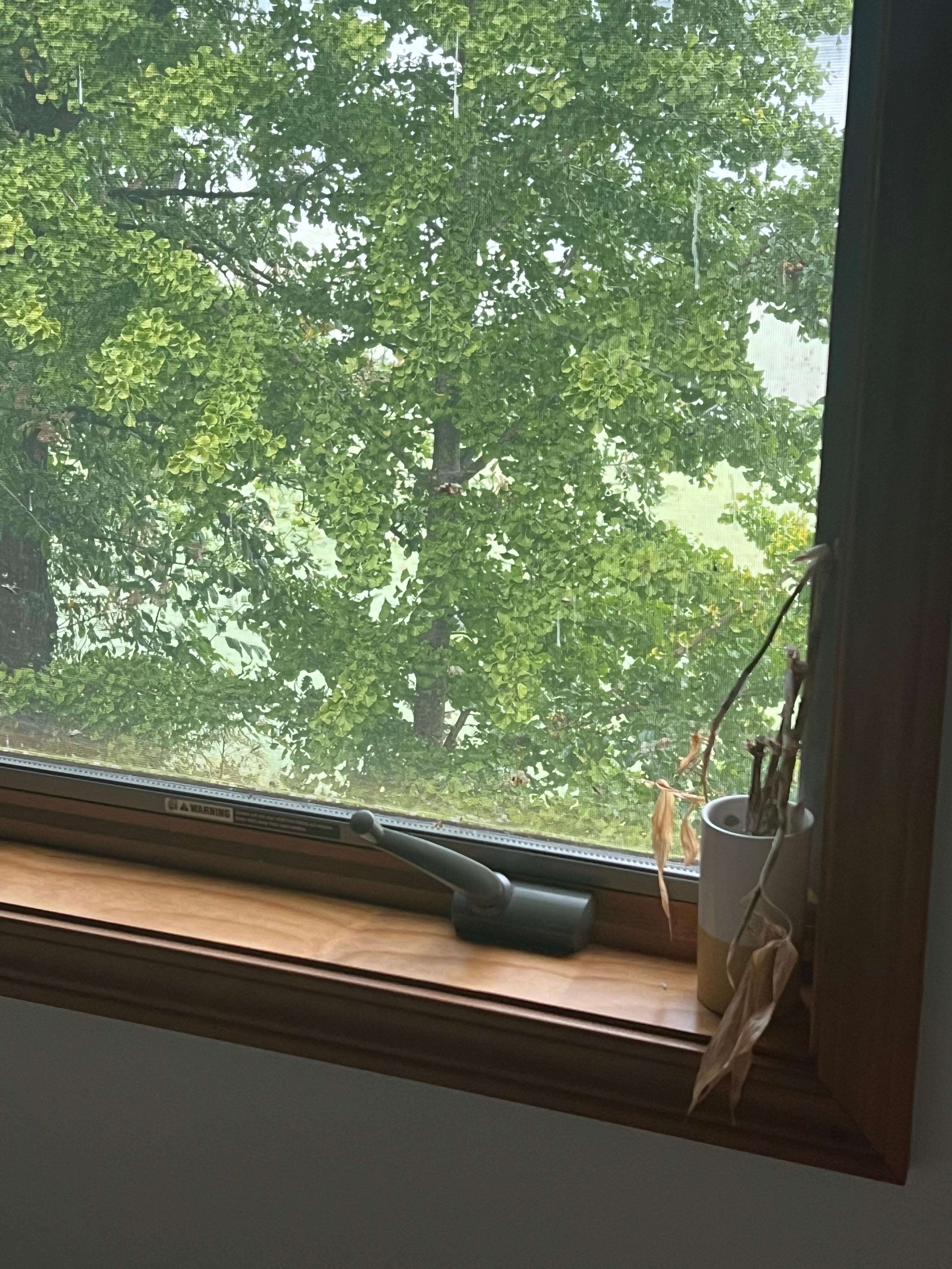 Window in the front living room.