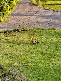 Awesome bird