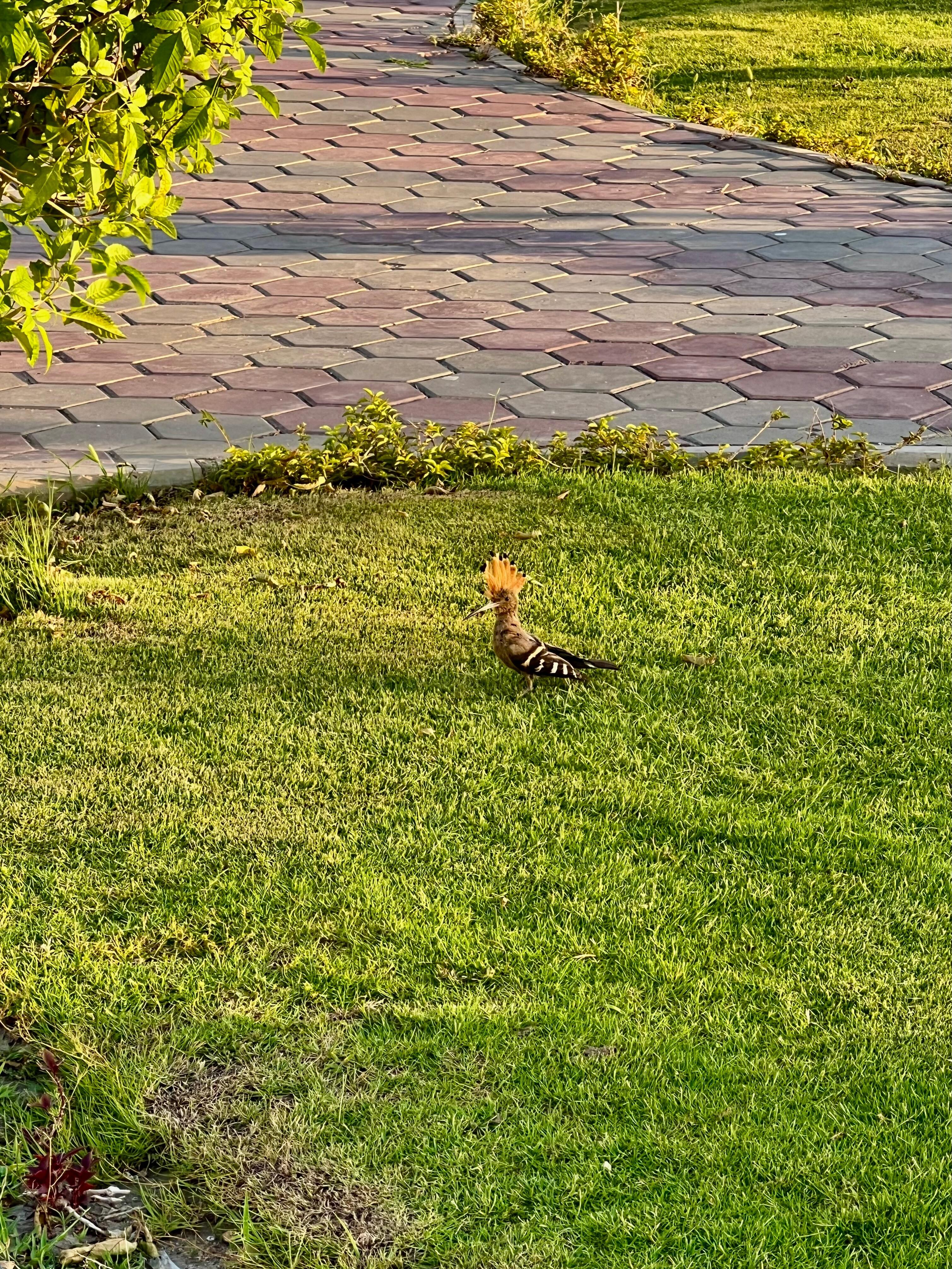Awesome bird