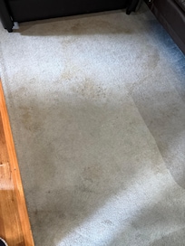 Carpet stains in living area