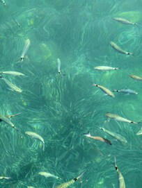 Swimming with the fishes