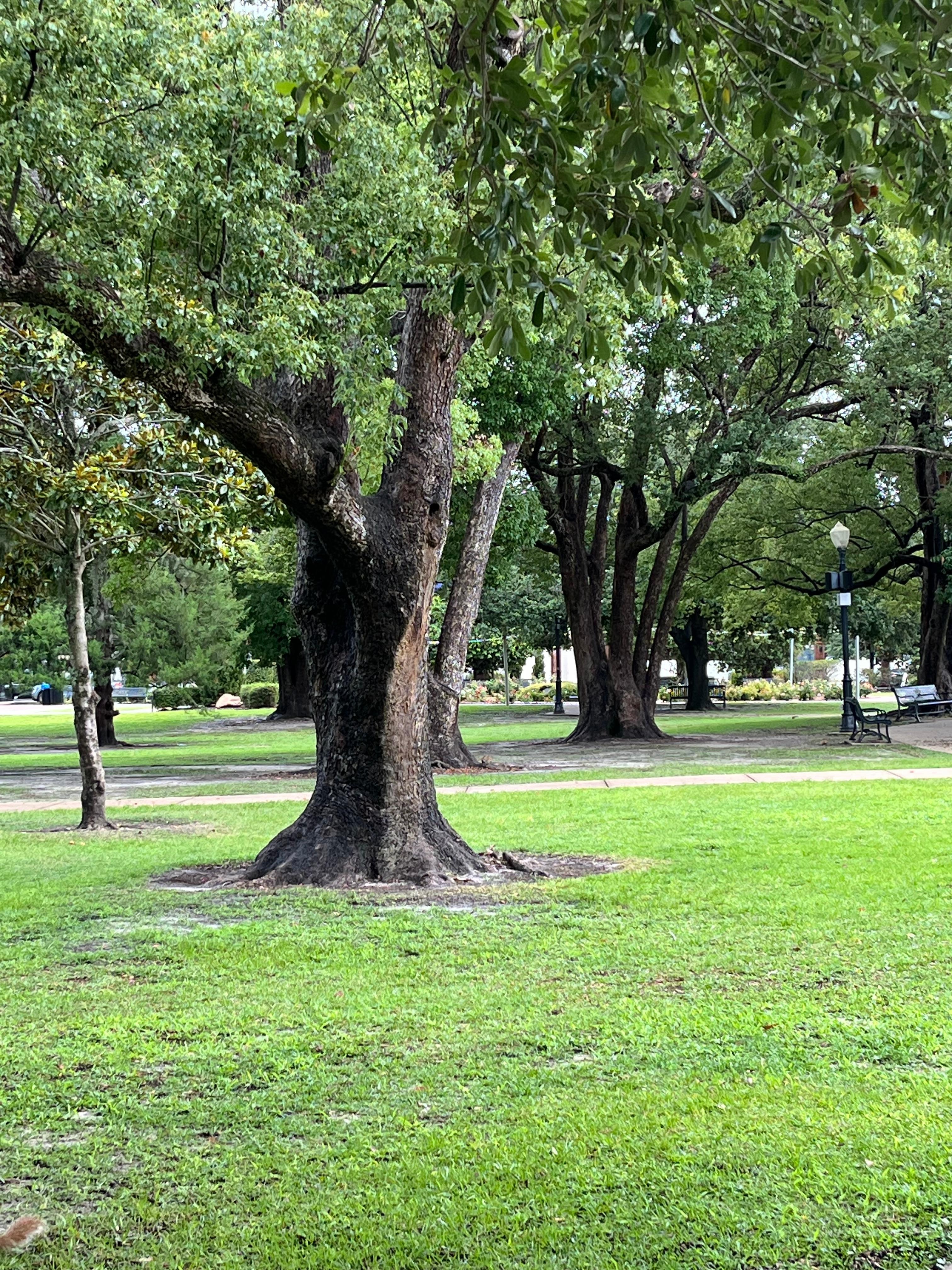 Park from balcony