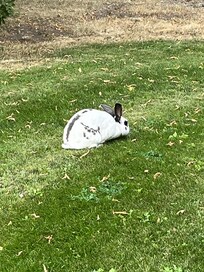Bunny on lawn by cabin