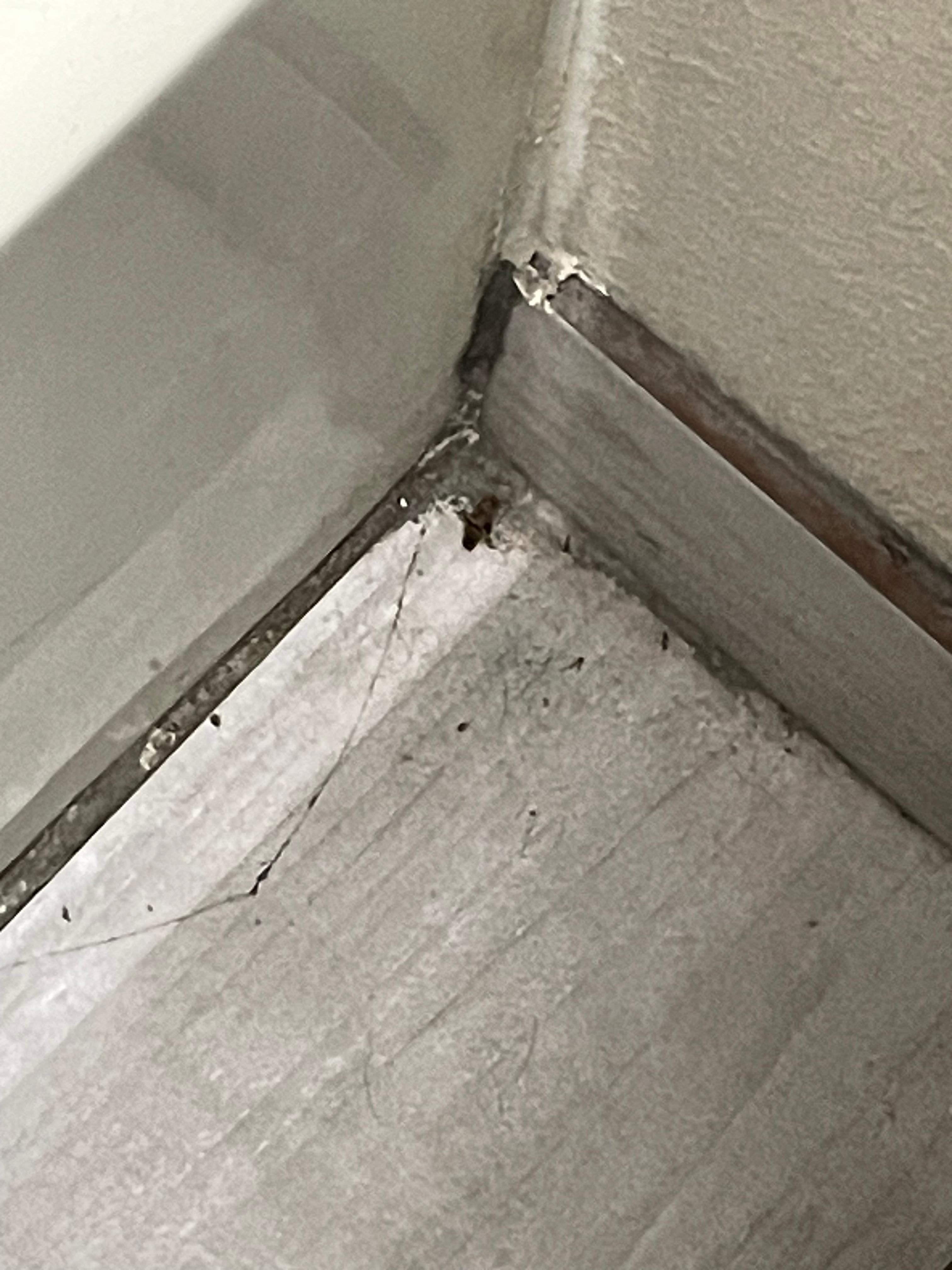 Live roach and there was another one on the table. 