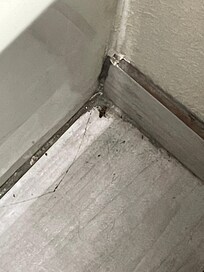 Live roach and there was another one on the table.