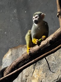 Rainforest Zoo was another good time!