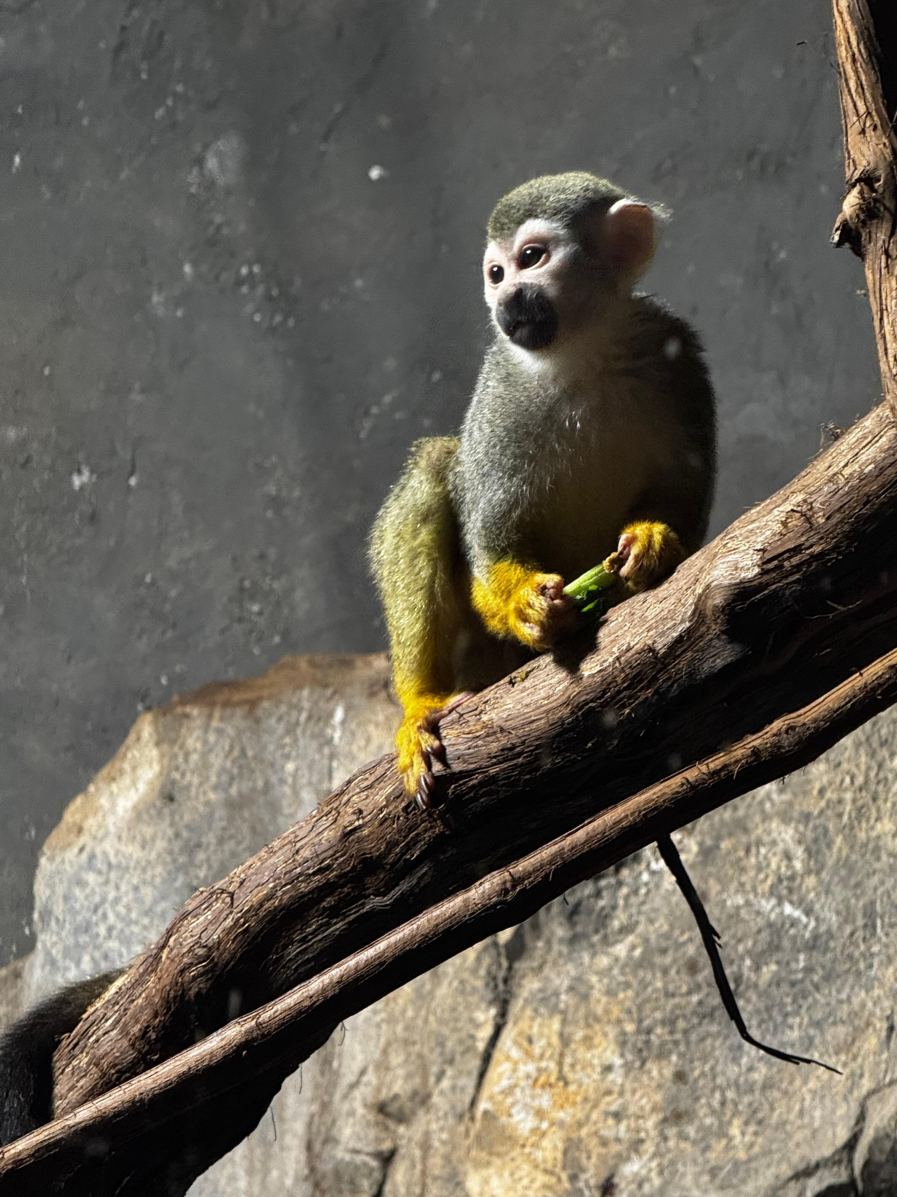 Rainforest Zoo was another good time! 