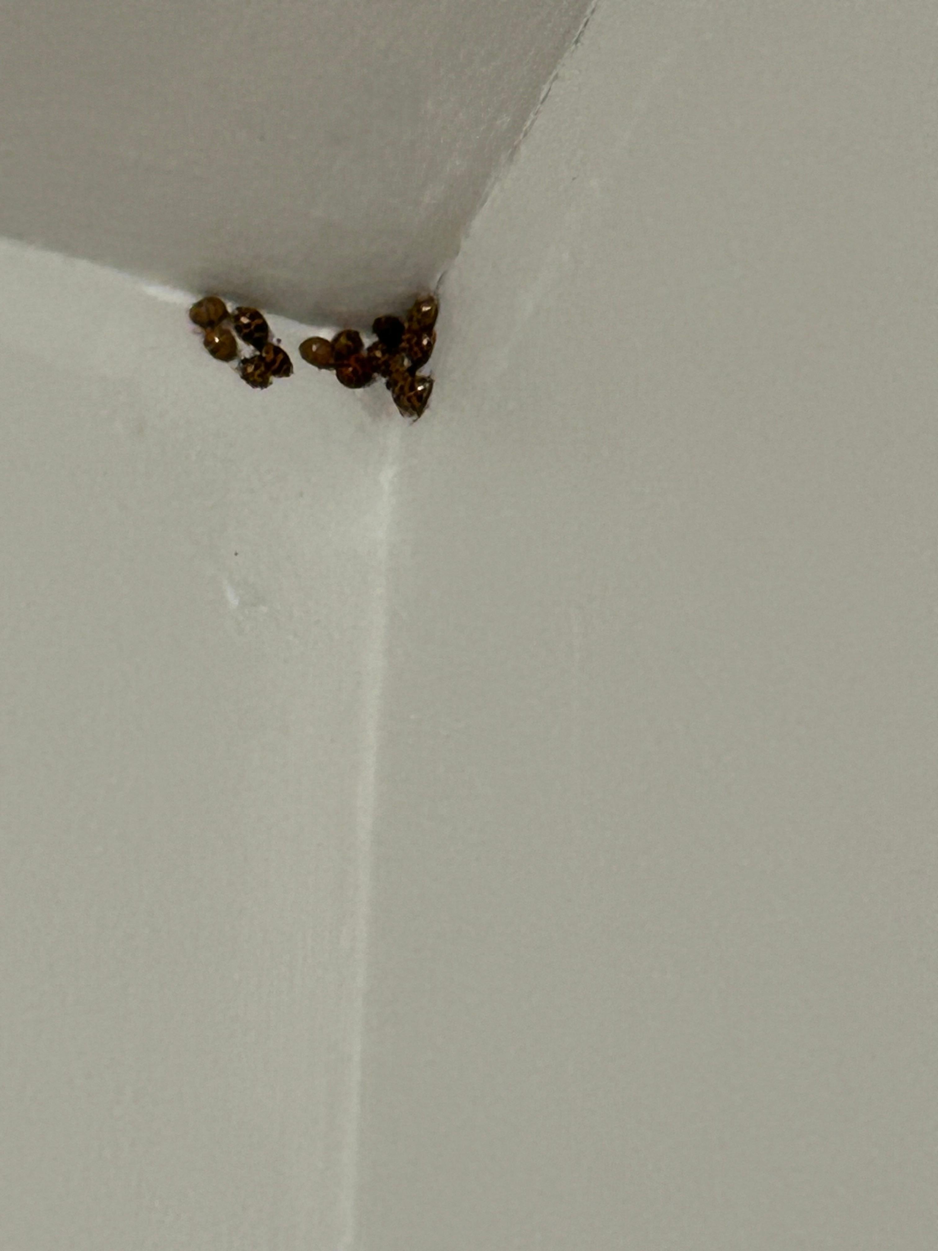 Lady bug infestation through the home 