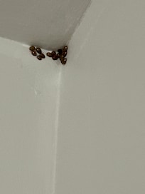 Lady bug infestation through the home