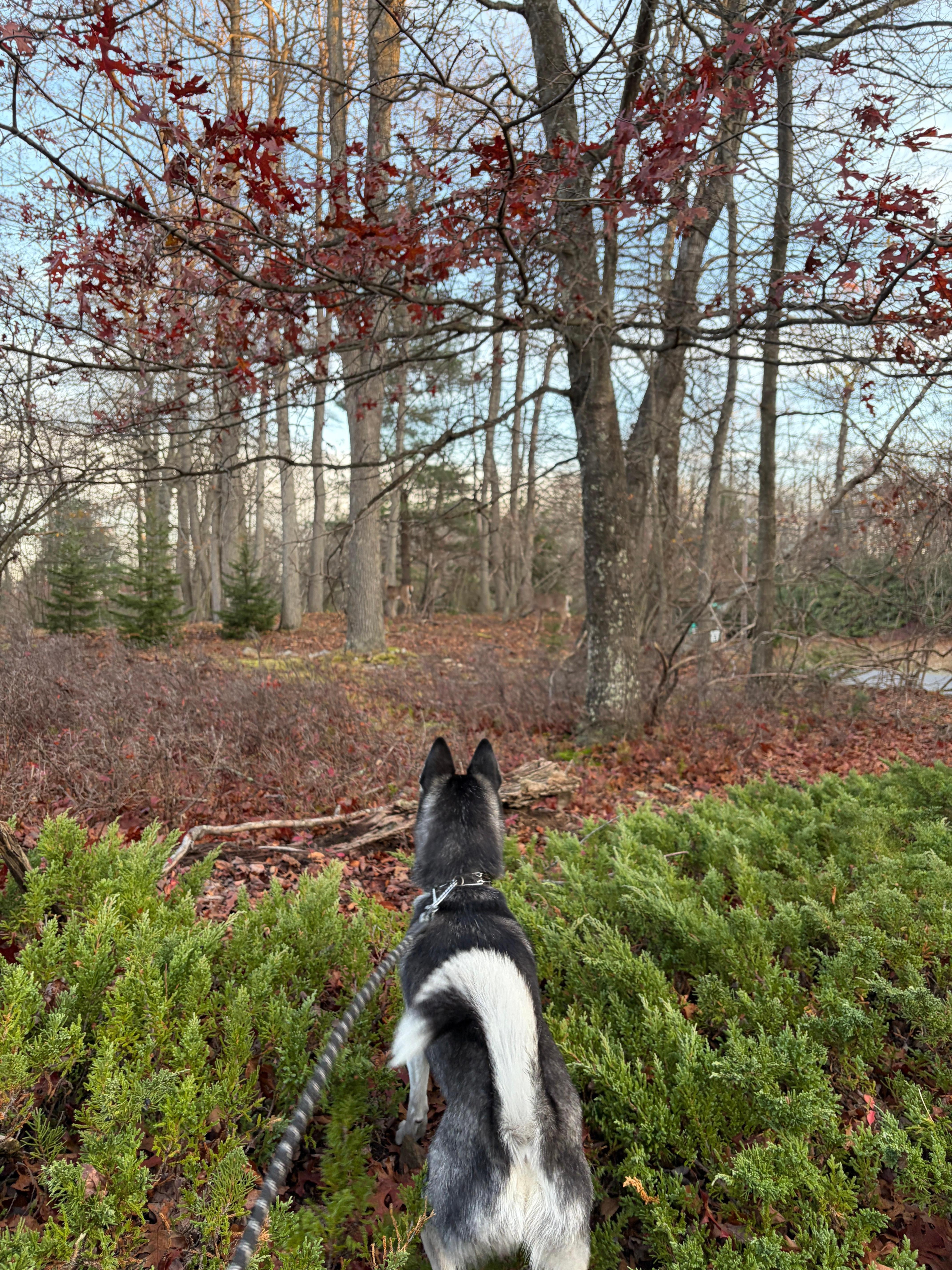 Our pomsky saw deer!