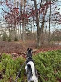 Our pomsky saw deer!