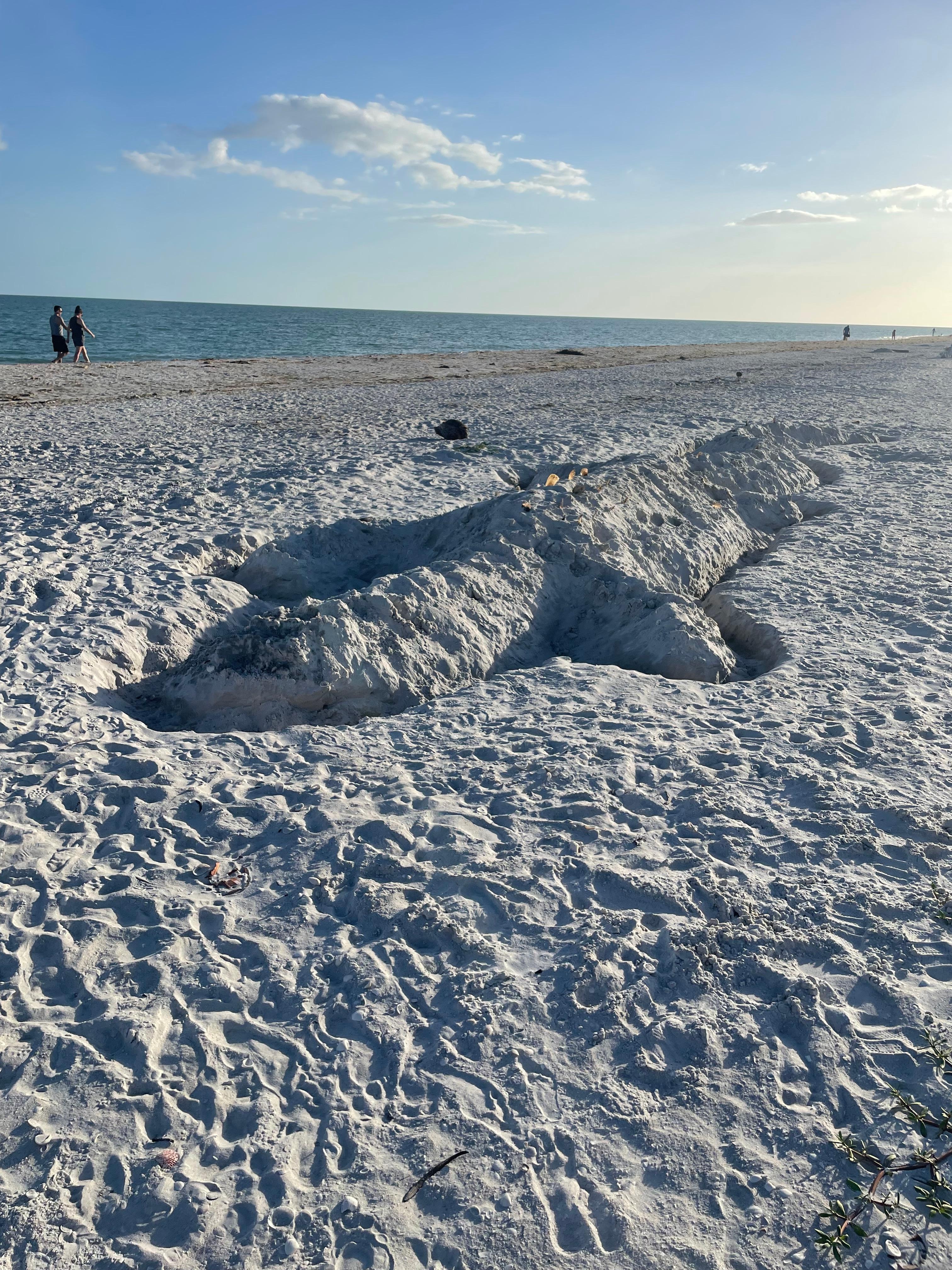 40’ alligator or iguana built on beach in front of Compss Point.  Contributed a small study shovel to the unit’s storage closet for future sand sculptors 