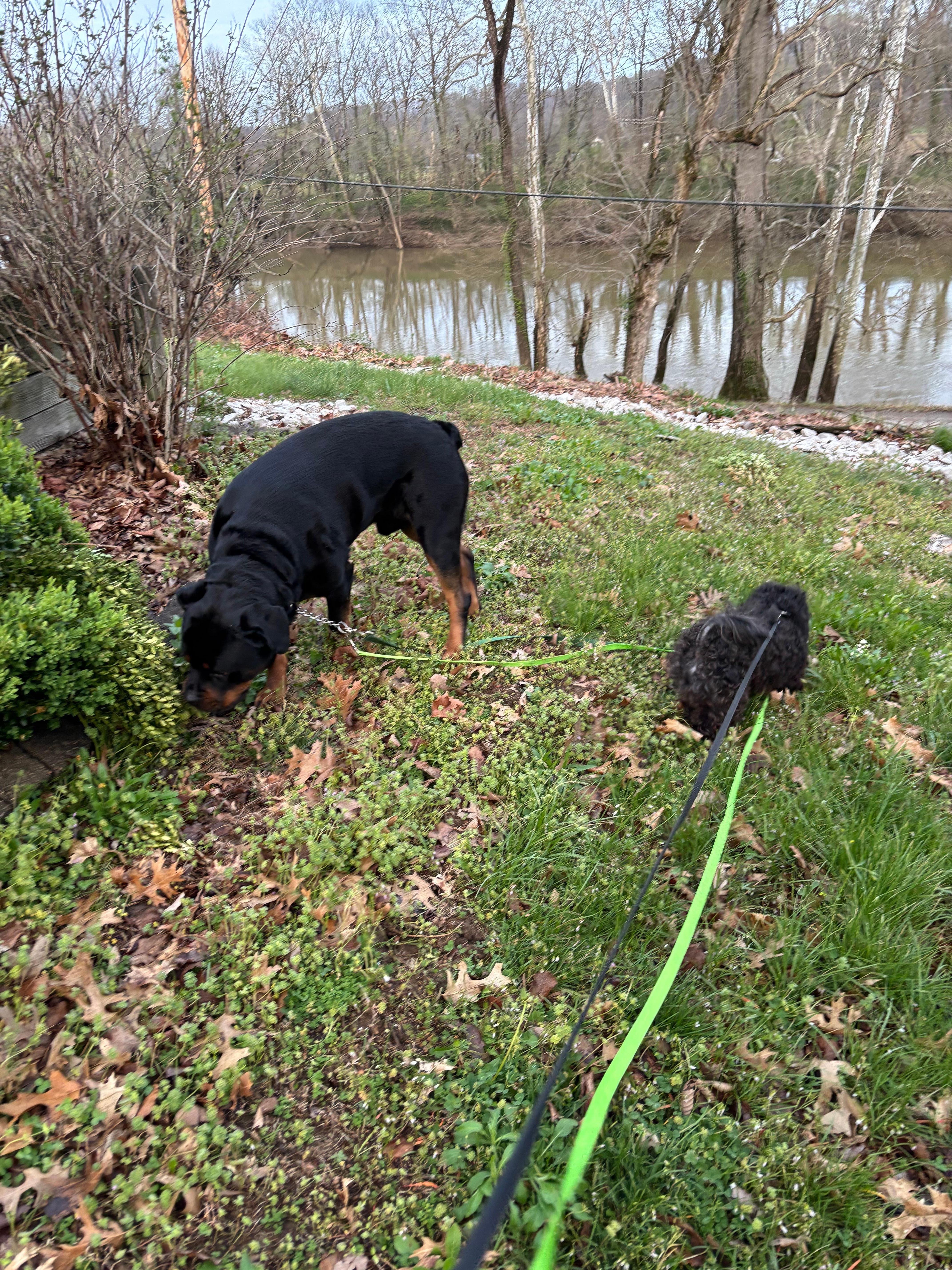 Oz and Ladon could stay outside all morning. 