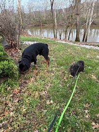 Oz and Ladon could stay outside all morning.