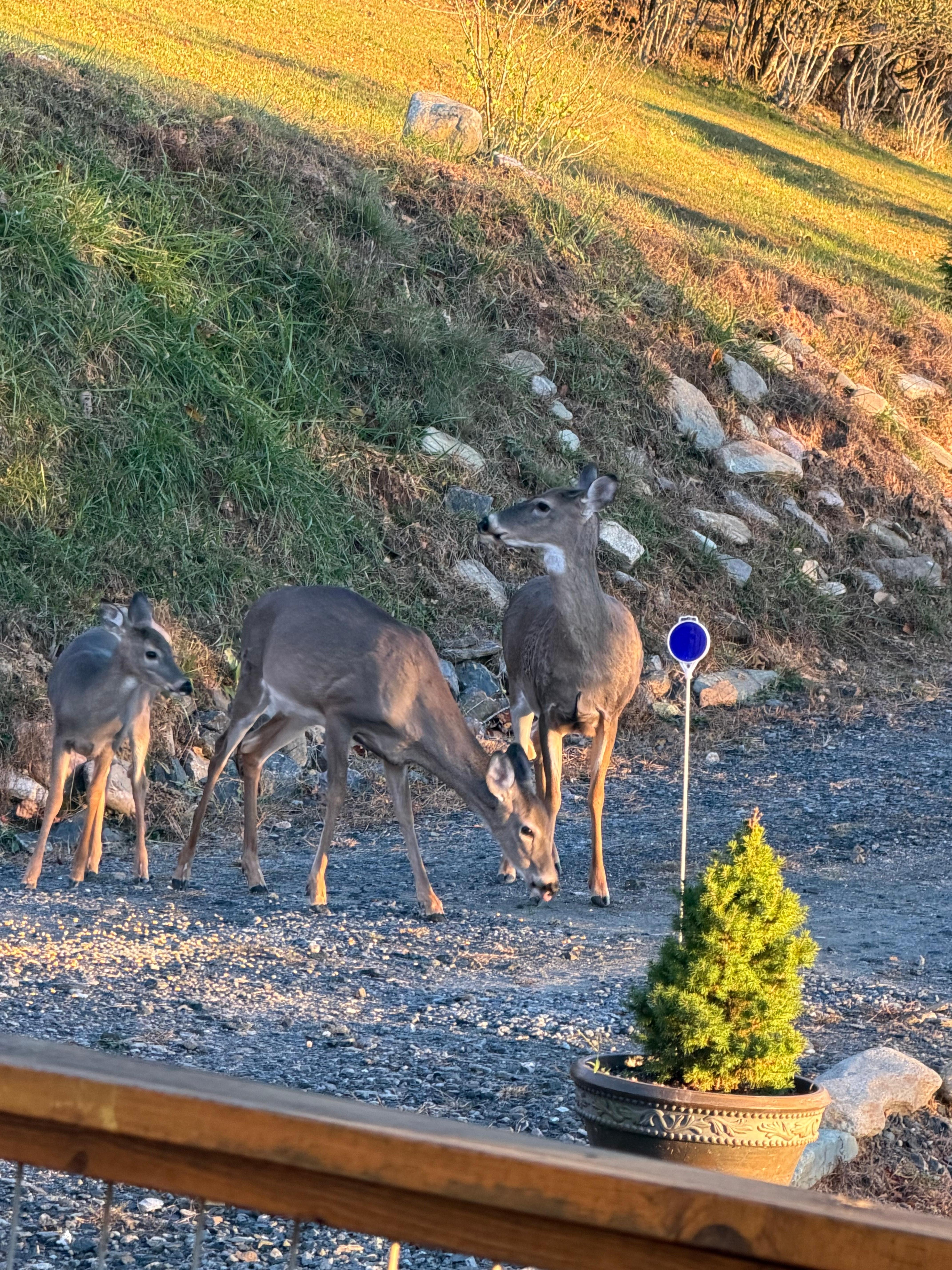 Feeding the deer corn, that the host provides