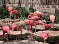 Dallas aquarium