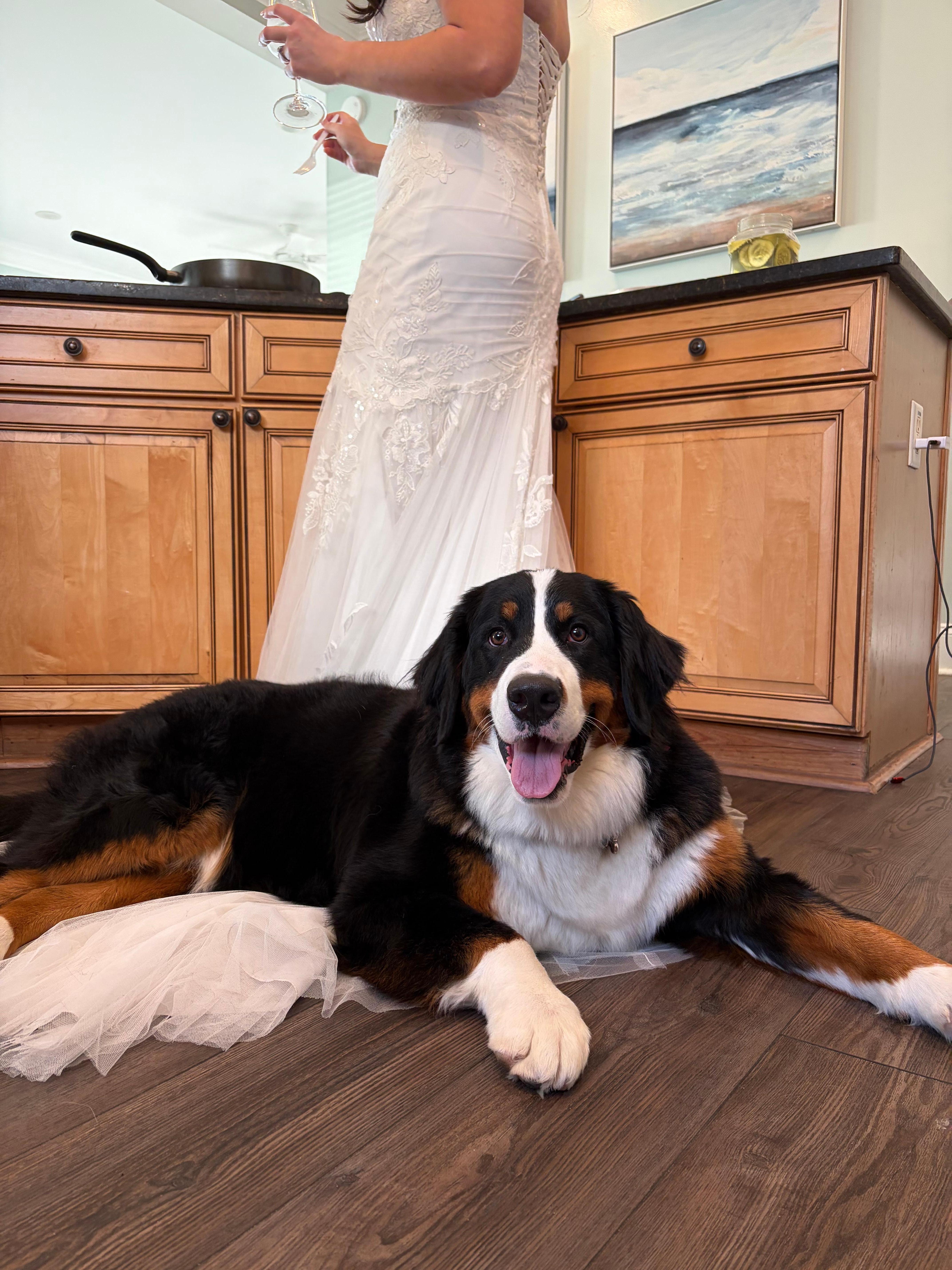 Puppy girl loved the kitchen….. or my dress. ❤️