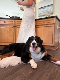 Puppy girl loved the kitchen….. or my dress. ❤️