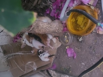 Beaucoup d'animaux laissé à l'abandon les hôtels devraient stériliser les chats