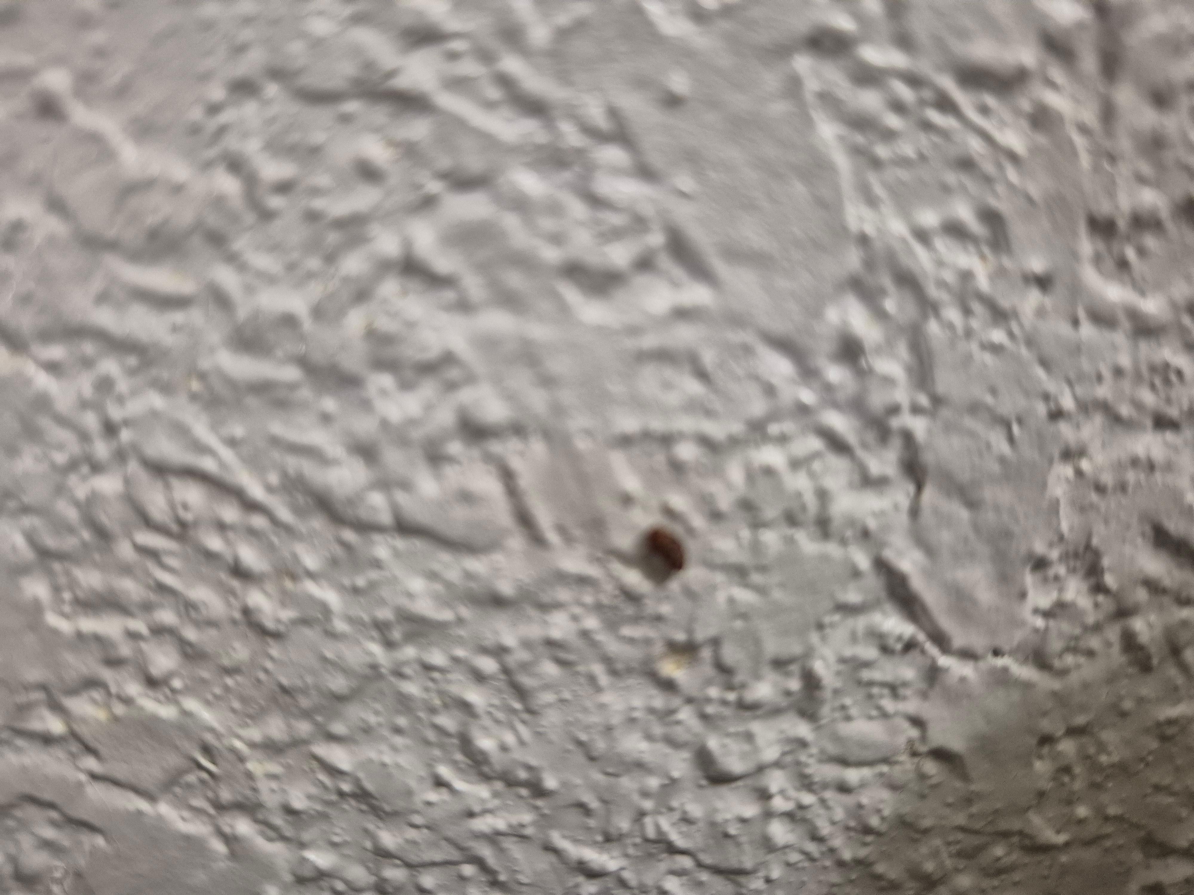 When i arrived i took pictures of the bugs 