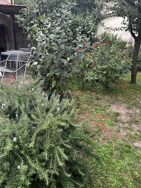 Back yard full of herbs spices and fruit trees