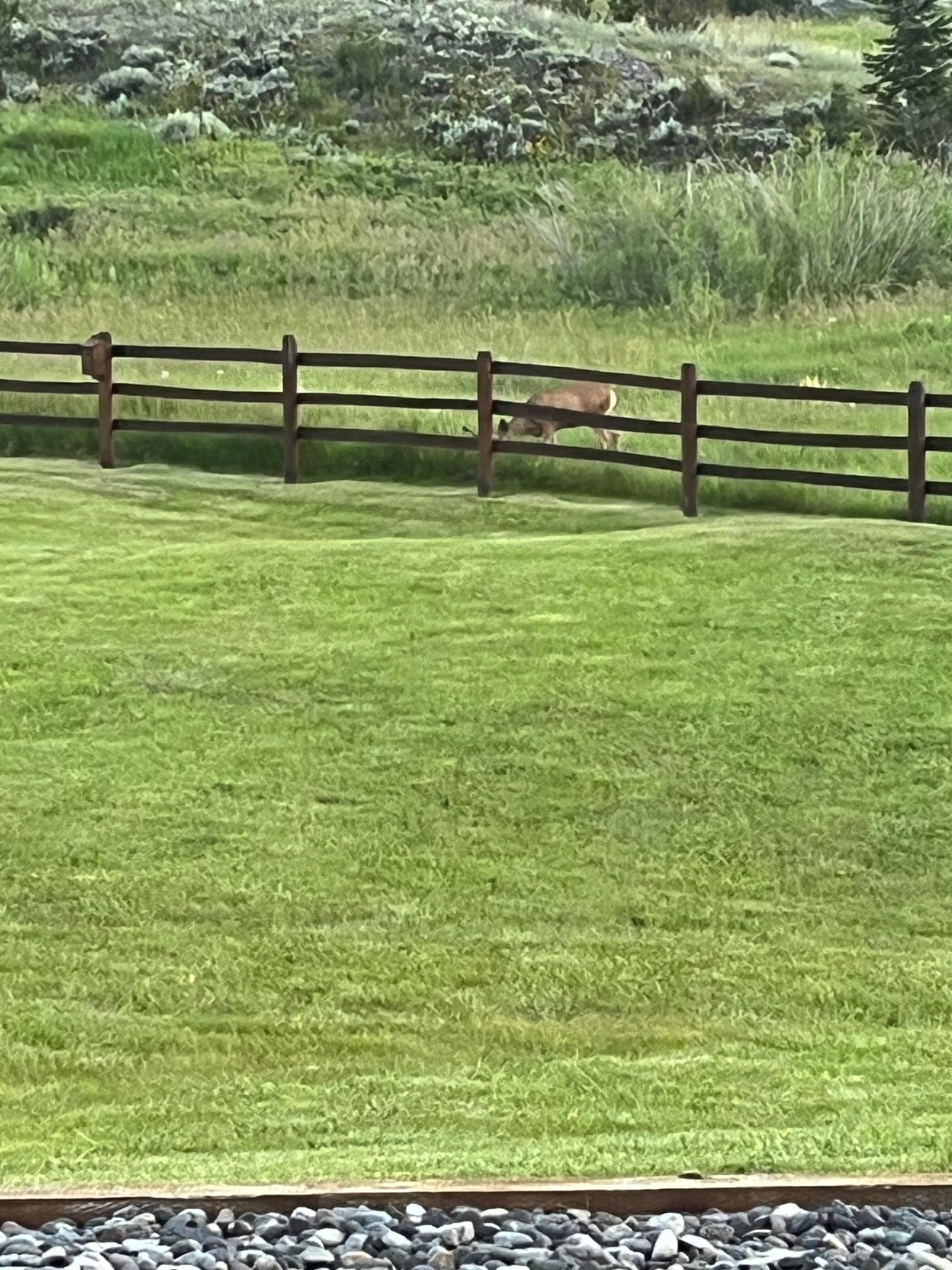 Daily visitors. 