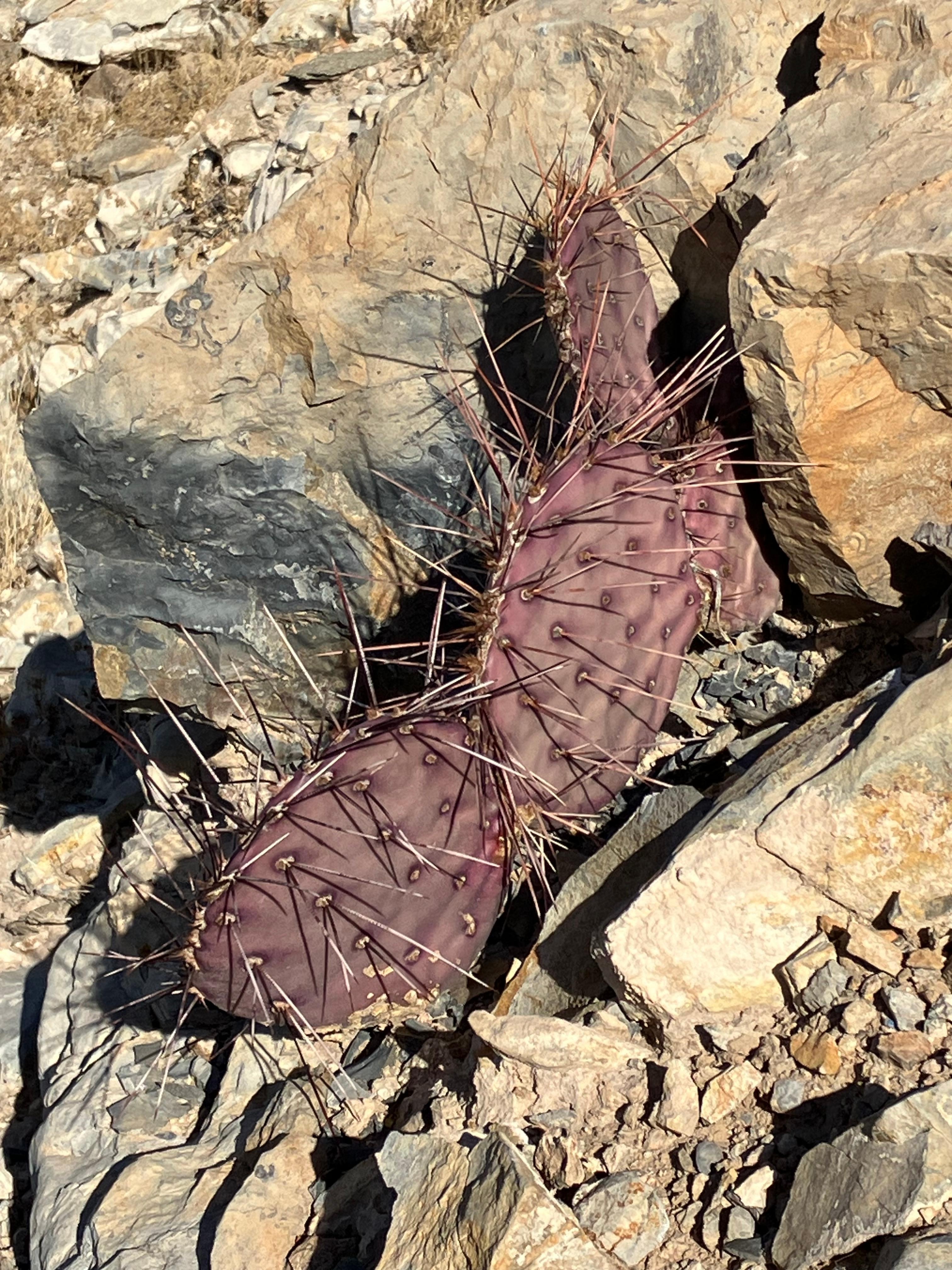 Cactus along Three Hills Trail, El Paso