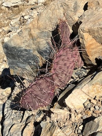 Cactus along Three Hills Trail, El Paso
