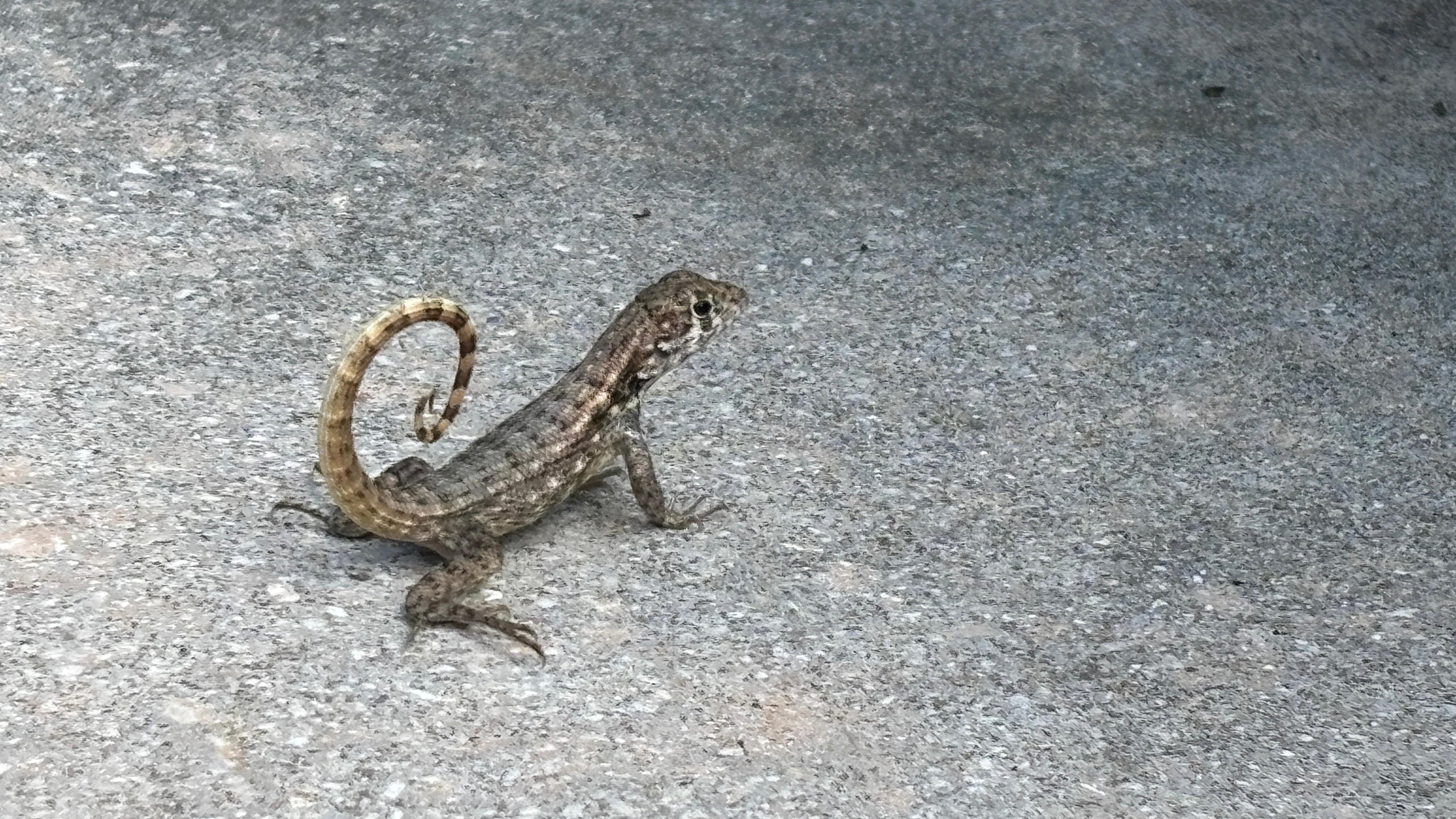 Very cute and friendly lizards