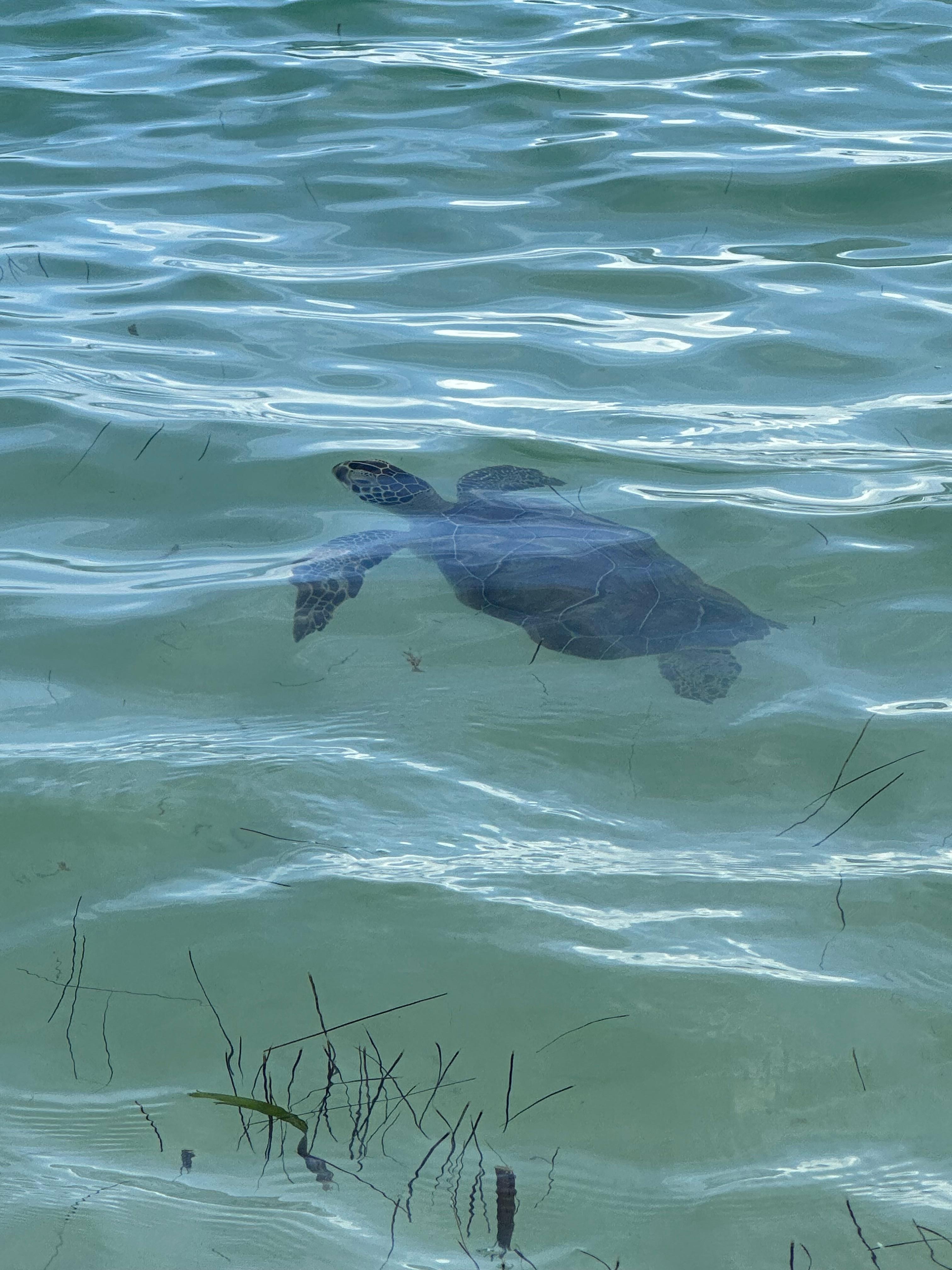 Sea turtles right near shore. 