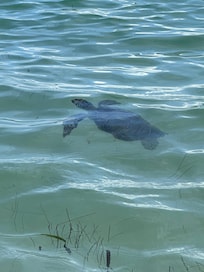 Sea turtles right near shore.