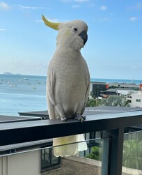 Cockatoo