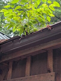 Weeds growing out of gutter