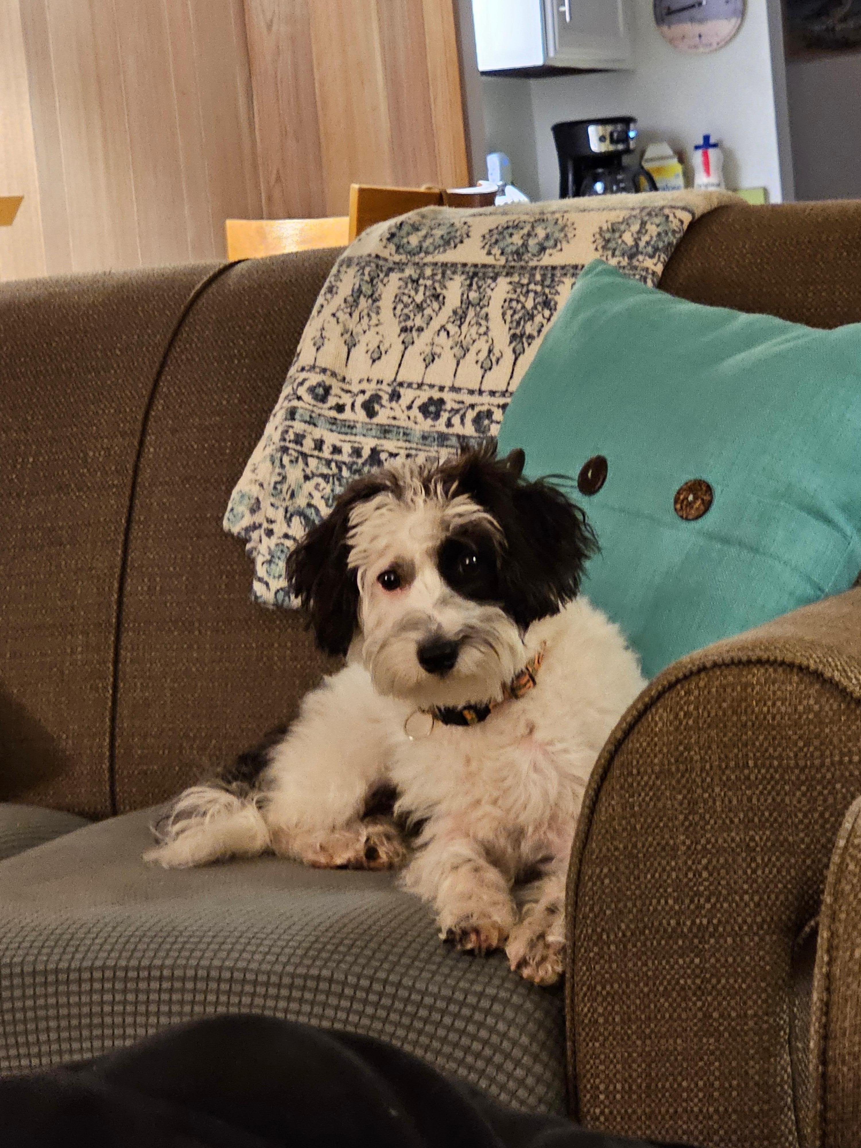 our little dog approved!