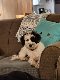 our little dog approved!