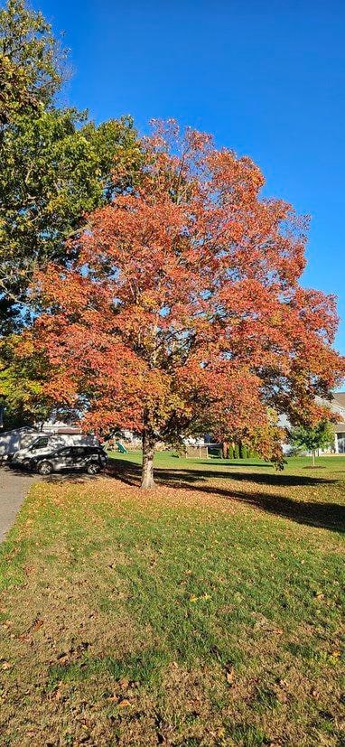 Autumn tree outside the cottage