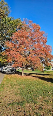 Autumn tree outside the cottage