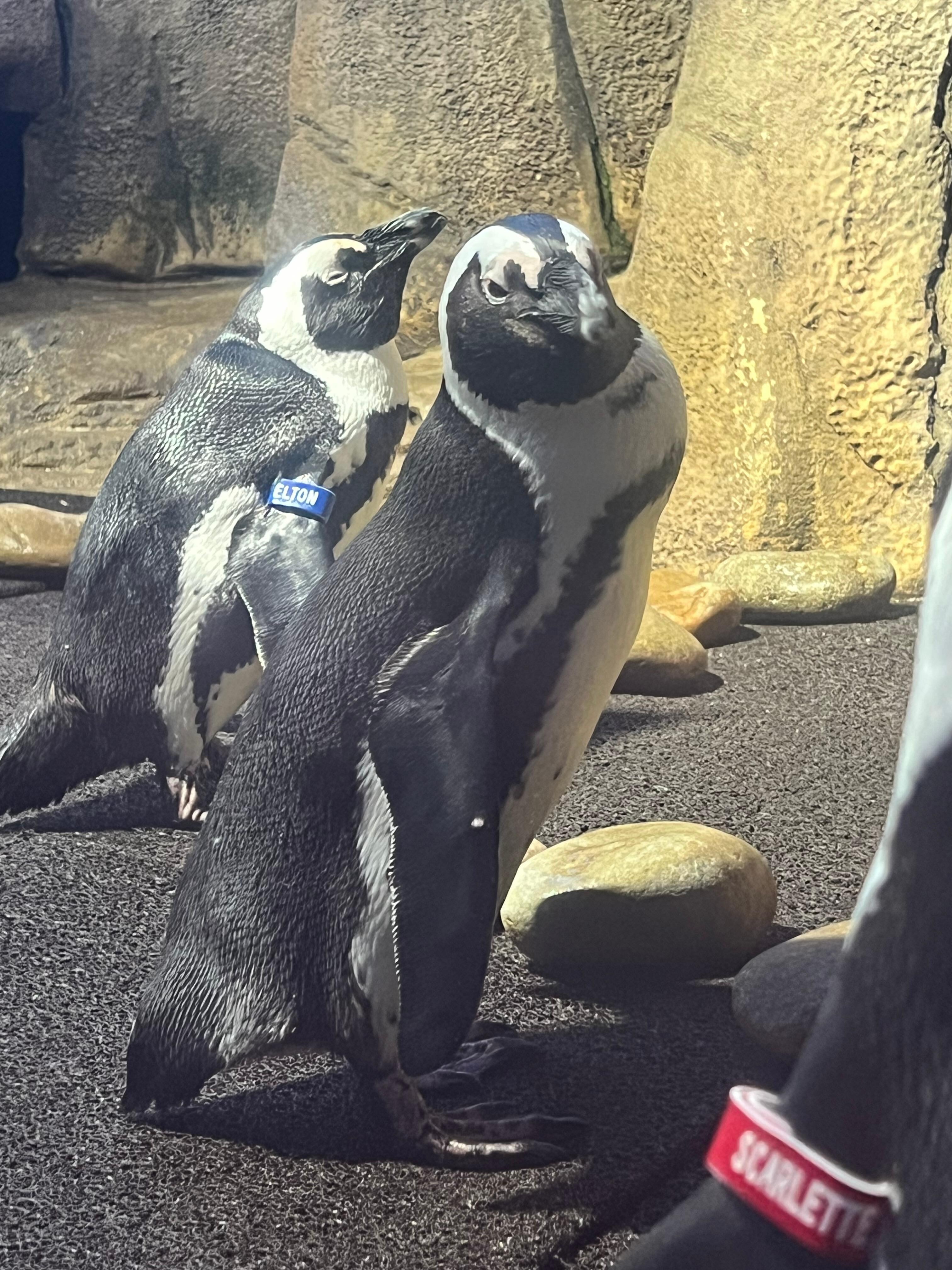Ripley’s Aquarium about 10 minutes away from stay!