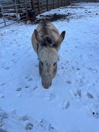 Miniature donkey