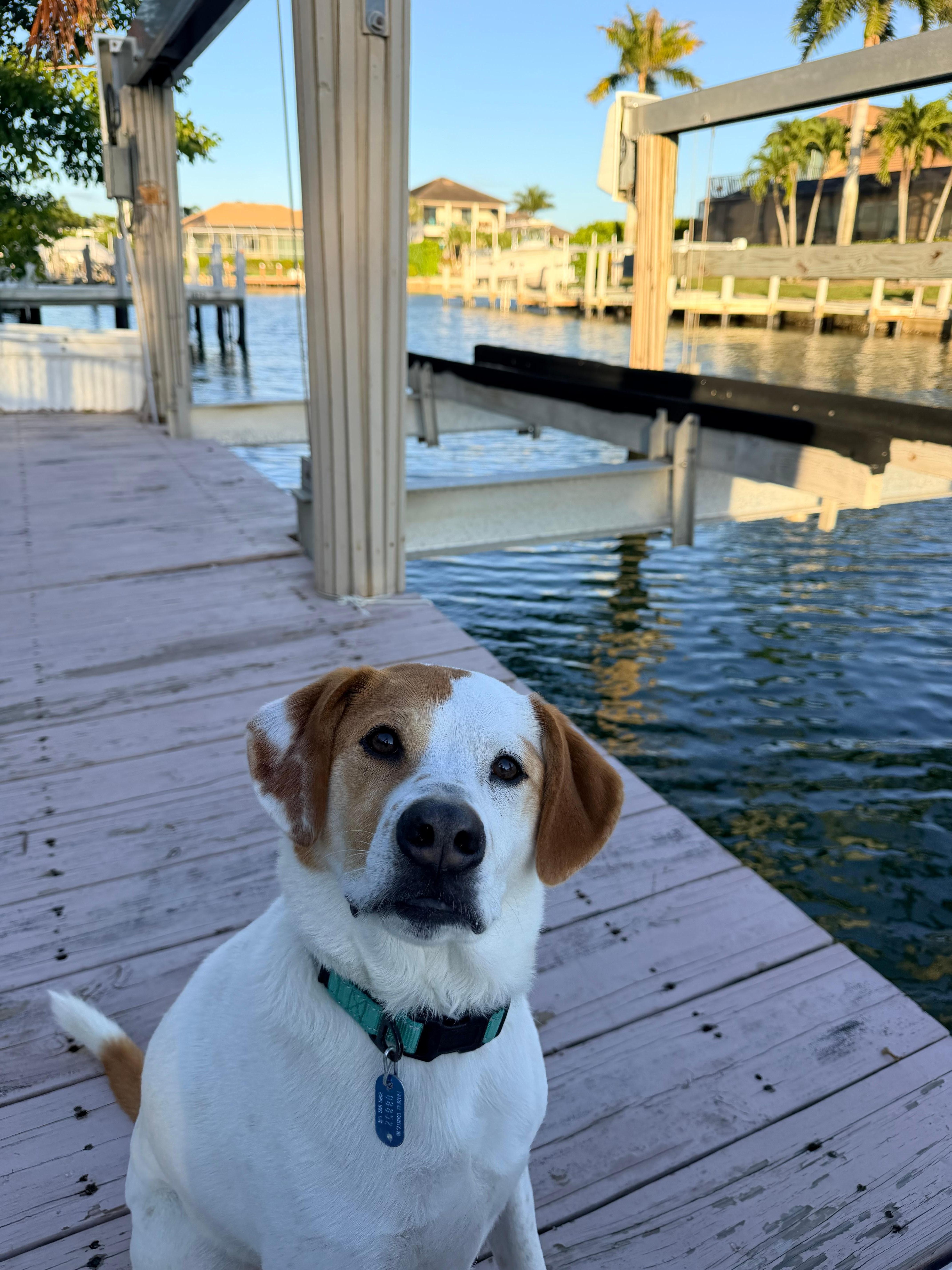 Our dog loved the dock!